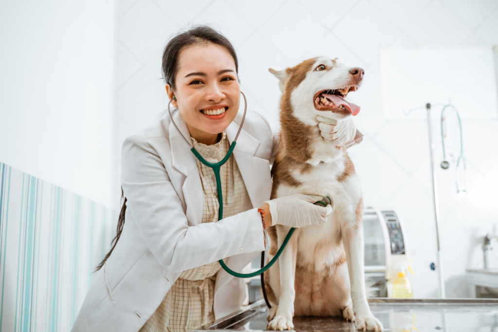 Serviços para pets e animais domésticos